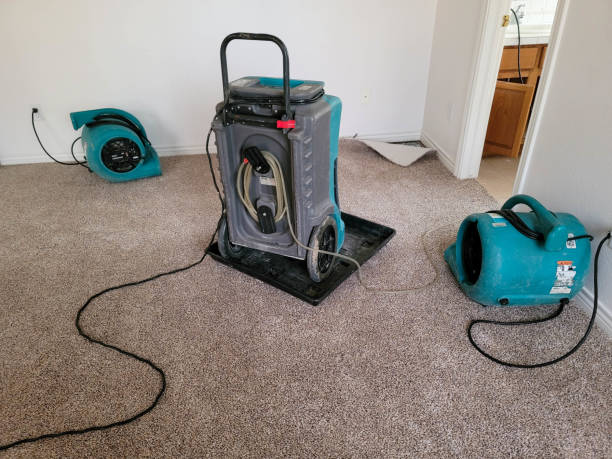 Best Mold removal after water damage  in Newport, MN